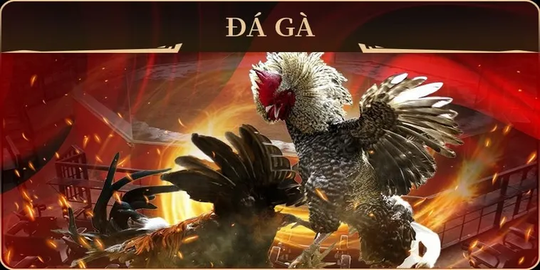 Cách Chơi Đá Gà GA28 Tại Z8Bet Chuẩn Xác Cho Người Mới