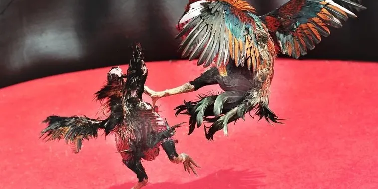 Cách Chơi Đá Gà Sabong Tại Z8Bet Chuẩn Luật Tối Ưu Lợi Nhuận