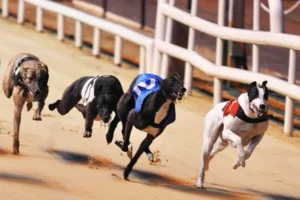 Cách Chơi Game Nhanh Đua Chó Tại Z8Bet Dễ Hiểu Dễ Thắng