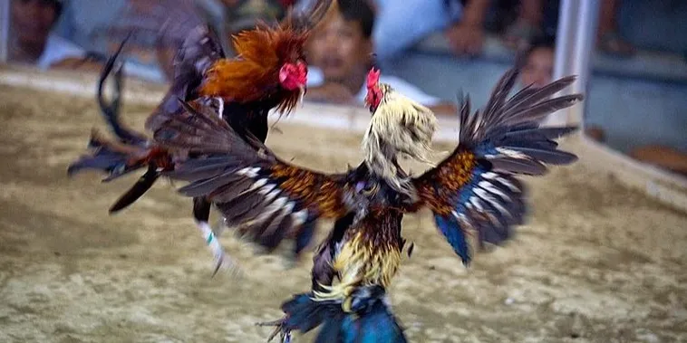 Cách Chơi Đá Gà Sabong Tại Z8Bet Chuẩn Luật Tối Ưu Lợi Nhuận